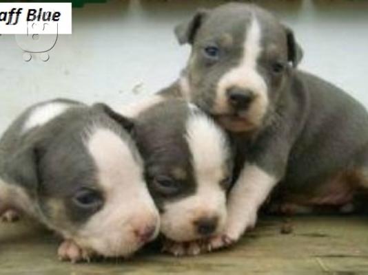 American stafffordshire BLUE AMSTAFF